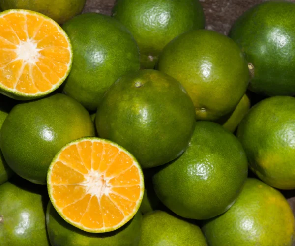 oranges-in-a-cup-one-is-open-2026-01-09-09-25-43-utc oranges-in-a-cup-one-is-open-2026-01-09-09-25-43-utc